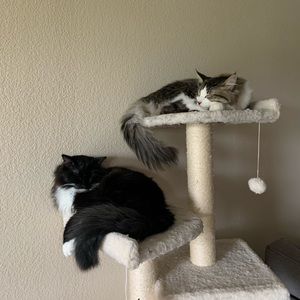 Meet your Posher, Savannah